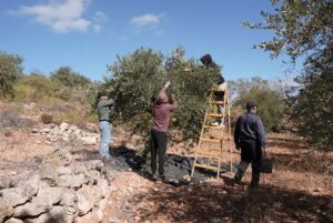 burkada zeytin hasadi korku ve endiseyle geciyor zAQlTn3G.jpg