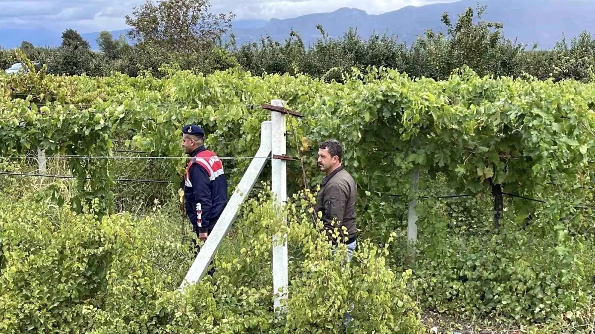 Pamukova’da Üzüm Üreticileri Nöbette