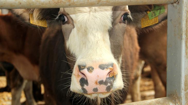 boluda sap hastaligi tespit edildi 18 koy ve 4 mahalleye karantina uygulamasi VczuNTDY.jpg